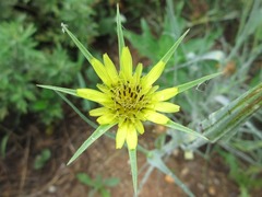 Tragopogon dubius