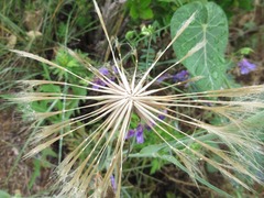 Tragopogon dubius