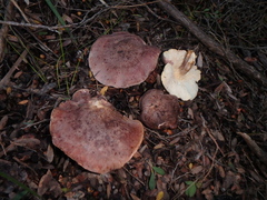Leucopaxillus lilacinus