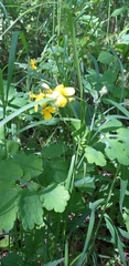 Chelidonium majus
