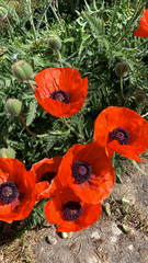 Papaver orientale