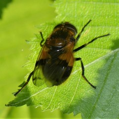 Volucella inflata
