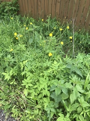 Ranunculus acris
