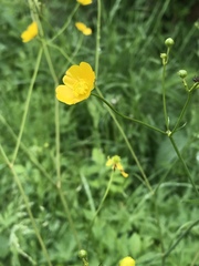 Ranunculus acris