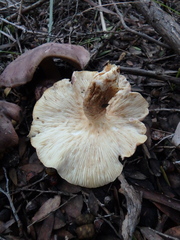 Leucopaxillus lilacinus