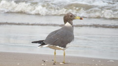 Ichthyaetus hemprichii