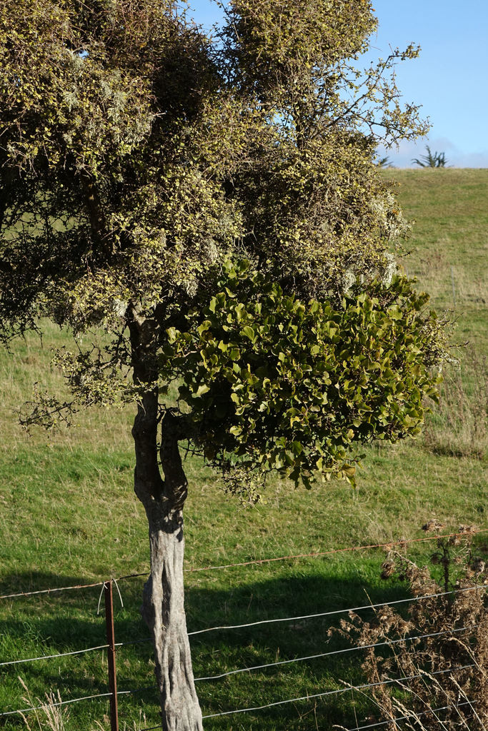 Green mistletoe from Goodwood, New Zealand on June 07, 2020 at 0326 PM