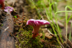 Hygrocybe cheelii