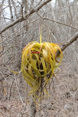 Tillandsia rothii