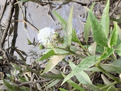 Gymnocoronis spilanthoides