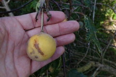 Passiflora pinnatistipula