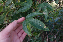 Passiflora pinnatistipula