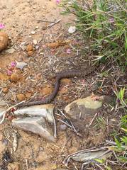 Trimeresurus gracilis