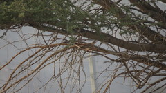 Cercotrichas galactotes