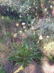 Rhaponticoides africana