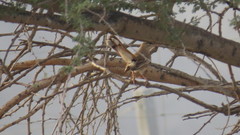 Cercotrichas galactotes