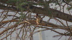 Cercotrichas galactotes