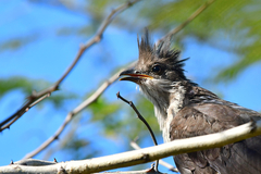 Clamator levaillantii