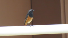 Phoenicurus ochruros phoenicuroides