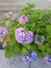 Hydrangea macrophylla