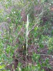 Brachypodium phoenicoides