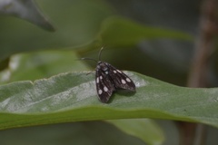 Chrysartona stipata