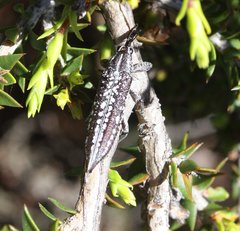 Rhinotia hemisticta