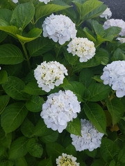 Hydrangea macrophylla