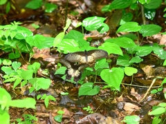 Pachliopta pandiyana