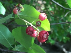 Crataegus aestivalis