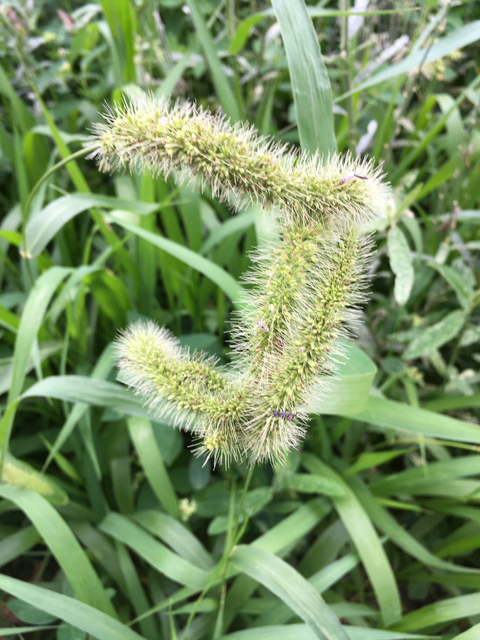 hooked bristle grass (Setaria verticillata) · iNaturalist