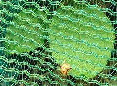 Aspidimorpha furcata