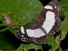 Janatella leucodesma