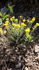 Alyssum trichostachyum