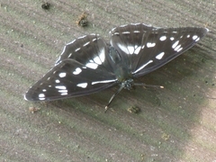 Limenitis helmanni
