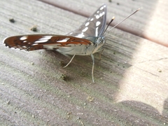 Limenitis helmanni