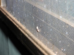 Acatapaustus leucospila