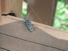 Saperda octomaculata