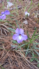 Viola pedata