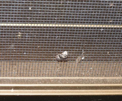 Acatapaustus leucospila