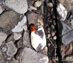 Coccinella septempunctata