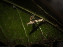 Cyphosticha panconita