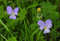 Viola calcarata