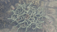 Pavona decussata