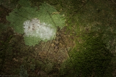Discobola australis