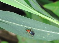 Trichobalya bowringii