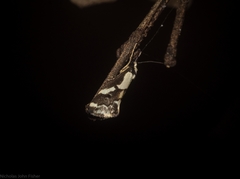 Philenora chionastis