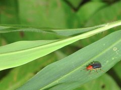 Trichobalya bowringii