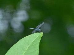 Brachydiplax sobrina
