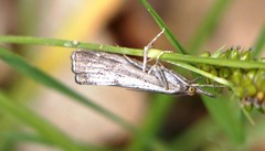Thisanotia chrysonuchella